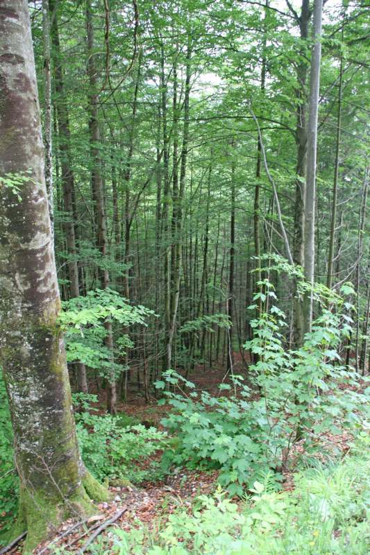 Neuschwanstein juni 2011 - 109